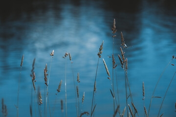 reeds and water