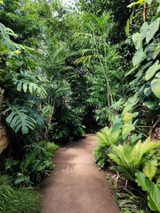 tropical plants in the botanical garden