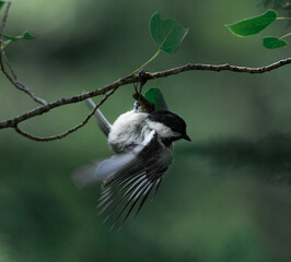 bird on the branch