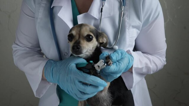 veterinarian cuts dog's claws in veterinary clinic,pet care,animal health