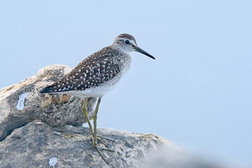 Wood Sandpiper - Tringa glareola, Greece
