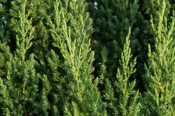 green texture fresh juniper closeup