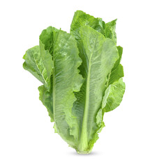 Fresh lettuce isolated on transparent background (.PNG)