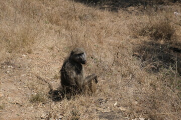 Baboon sitting in the tall grass - Kruger national park, South Africa
