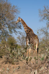 Giraffe eating from the branch