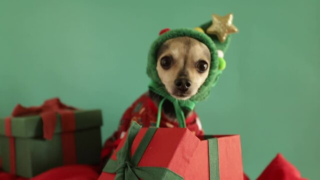 christmas dog in a Christmas tree hat looking for a Christmas present in a box, pet food, cute funny little toy terrier