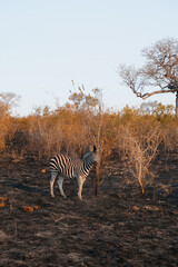 Zebra among the bushes on the burned ground - Kruger National Park, South Africa 