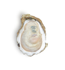 Oyster isolated on transparent background (.PNG), Top view
