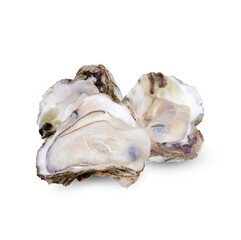 Oyster isolated on transparent background (.PNG)