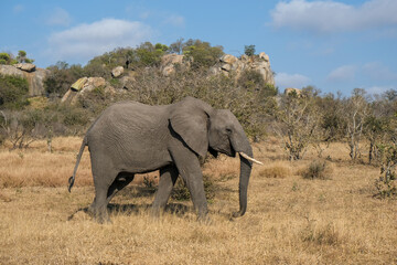 Happy elephant strolling through the Kruger National Park