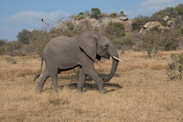 Happy elephant strolling through the Kruger National Park