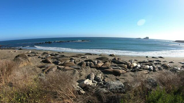 SLOW MOTION SHOT- Elephant seals, mirounga angustinostris, group sleeping on the sand in a late afternoon at Elephant Seal Vista Point, along Cabrillo Highway, Pacific California Coast, USA.