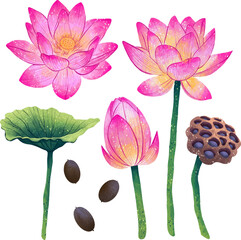 Illustration lotus flower in different angles lotus seeds leaf box digital