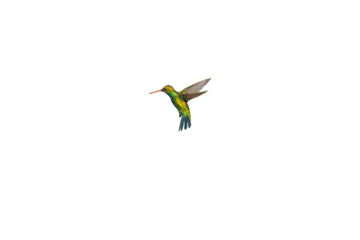 Colibrí volando