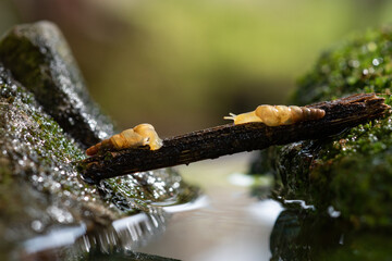 Two snails on a natural bridge created by a branch crossing water with bokeh background 