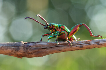 A beautiful frog legged leaf beetle Sagra buqueti stretching its leg on a branch with hexagonal or...