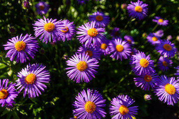 Purple flowers of Italian Asters