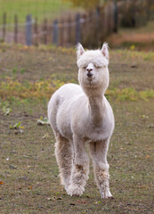 An Alpaca grazing in a farm field near Renfrew, Canada