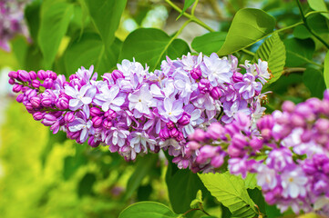 Wei&szlig;-lila Flieder