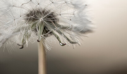 Dandelion seed in close up


