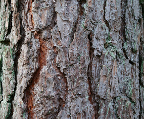 Embossed texture of the bark of oak