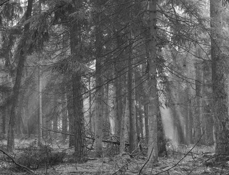 Forest atmosphere in autumn with sunbeams and natural forest floor, black and white photo