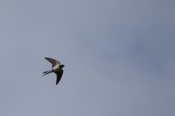 ツバメが空を舞う