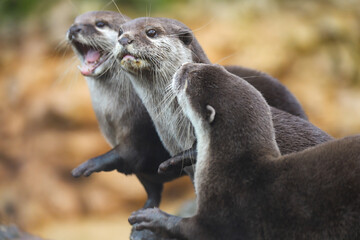 Otters in a group 