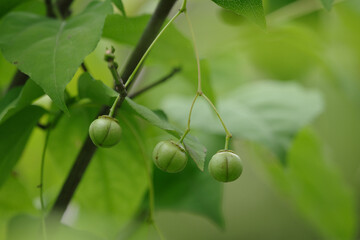 吊り花の実が緑で美しい