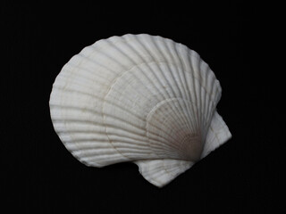 ホタテガイの貝殻