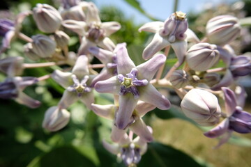 Obraz premium Close up of violet Crown flower or Calotropis gigantea