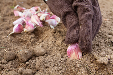 gardener to plant garlic