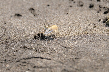 Fidler crab on the beach sand