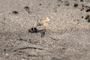Fidler crab on the beach sand