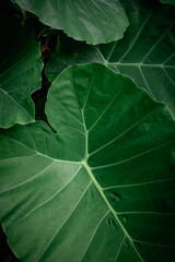 closeup nature view of tropical leaves background