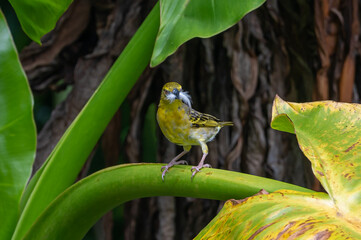 Yellow fronted canary bird, Crithagra mozambica, perched on a palm leaf with a feather in beak,...