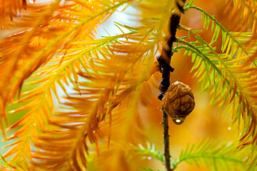 close-up, larch, forest, larch, pine cones, fruit