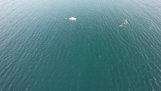 Ballenas Jorobadas en el Mar de Cortez, Baja California Sur, mexico 