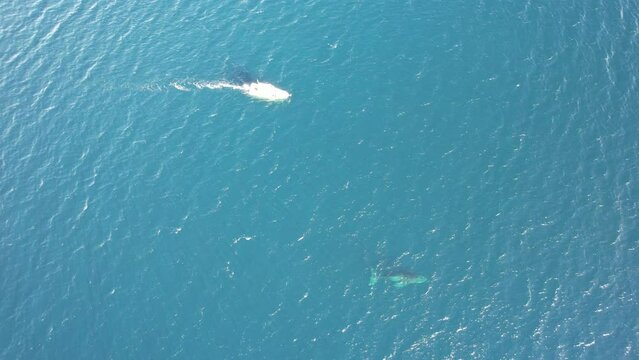 Ballenas Jorobadas, mar de cortez. Baja california Sur, Mexico 
