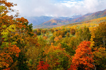 Fototapeta premium 標高が高く色づきが早い笹ヶ峰高原の紅葉。オレンジや黄色が多いカラフルな風景。