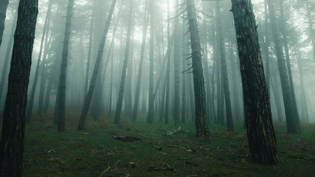 Walking into the deep forest with mist and tall trees in Autumn season
