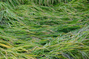 green rice falls in the field