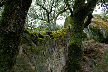 moss on different surfaces, wood, wall, stone, pipe...