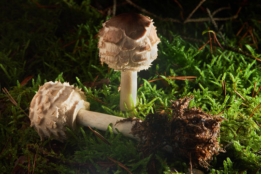 A shaggy parasol mushroom (Macrolepiota rhacodes, Chlorophyllum rhacodes) growing in the forest
