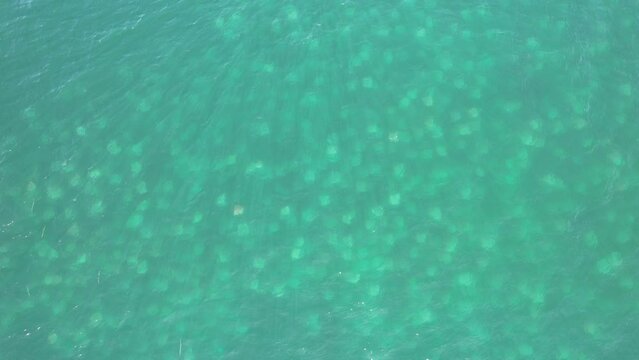 Cardumen de mantarrayas mobulas en el mar de cortez, baja california sur. mexica
 