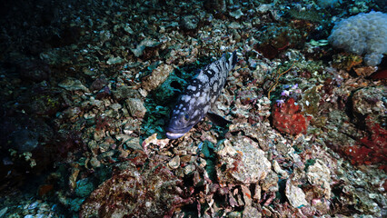 Naklejka na ściany i meble Underwater photo of a grouper fish