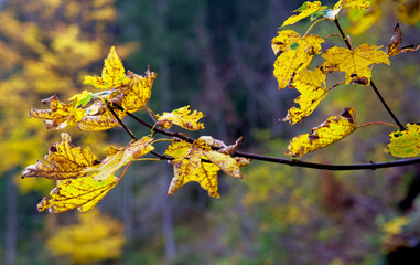 Fototapeta na wymiar Close up of yellow discolored leaves of a maple tree during indian summer in autumn