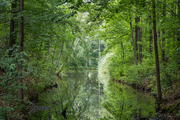 Obraz premium Fluss fließt durch grünen Sommer-Wald (Park)