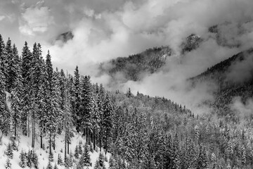 Dramatic winter landscape black and white. View of a snow-covered misty forest in mountains. Nature concept background.