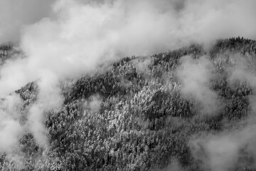 Dramatic winter landscape black and white. View of a snow-covered misty forest in mountains. Nature concept background.